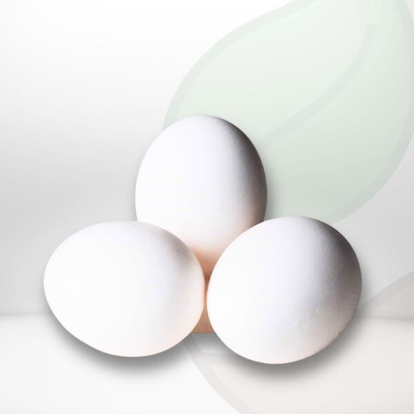 Chicken egg - white